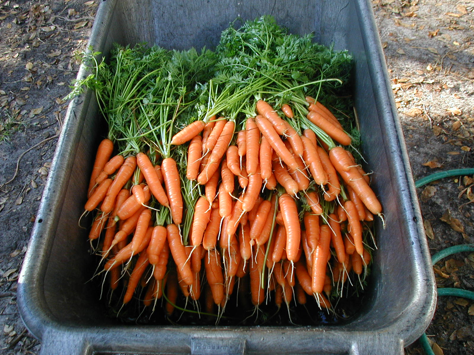 Carrots
